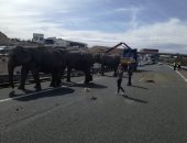 صور.. نفوق فيل فى حادث انقلاب شاحنة سيرك بإسبانيا