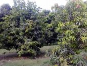 صور.. "زراعة الإسماعيلية" تنتهى من علاج أشجار المانجو المصابة بالعفن الهبابى