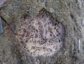 انقرضوا ولا اشتغالة.. اكتشاف آثار لأقدام ديناصور بأسكتلندا