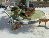 سكان الرحاب يشكون انتشار الكلاب الضالة بكثافة