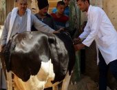 محافظ سوهاج :بدء أعمال الحملة القومية للتحصين ضد مرض الحمى القلاعية 10 ابريل