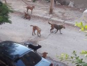 قارئ يشكو من انتشار الكلاب الضالة بشارع القاضى فى عين شمس