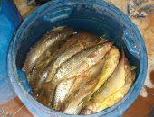 صور.. محلات الفسيخ والرنجة بدمياط تستعد لموسم شم النسيم 