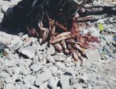 تحرير 25 محضر واعدام كميات من الرنجة فى حملات قبل شم النسيم بالإسكندرية