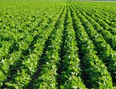 وزارة الزراعة الأمريكية: إنتاج مصر من بذرة الصويا يصل 25 ألف طن