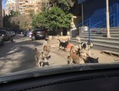 سكان شارع الفلاح بالمهندسين يشتكون من انتشار الكلاب الضالة بكثافة