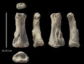 اكتشاف حفرية إصبع للإنسان الأول بصحراء النفود السعودية تعود إلى 90 ألف عام