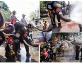 بهجة وفرحة مع انطلاق أكبر احتفال رش المياه بالأفيال بتايلاند