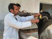 تحصين 120 ألف رأس ماشية من مرض الجلد العقدى بكفر الشيخ