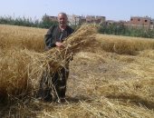 نقيب الفلاحين بدمياط يطالب بإعادة النظر فى سعر توريد أردب القمح