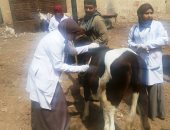 صور.. محافظ سوهاج : قافلة بيطرية بـ"أولاد إسماعيل" للكشف الطبى على 750 حالة من الحيوانات 
