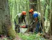 محكمة العدل الأوروبية: بولندا انتهكت القوانين بقطع الأشجار فى غابة بيالوفيزا