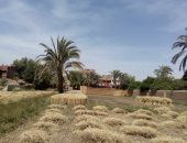 "تموين الأقصر" : توريد ألف و812 طن قمح لشون وصوامع إسنا وأرمنت