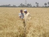 محافظ البحيرة:  توريد 140 ألف طن قمح لشون وصوامع المحافظة