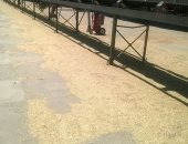 تجار: سوريا تطرح مناقصة دولية لشراء 150 ألف طن من القمح الروسى