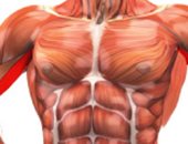 اعرف جسمك.. العضلة العضدية أهم عضلات لاعبى كمال الأجسام