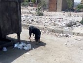 صور.. شكوى من انتشار الكلاب الضالة فى شارع حسام الدين بسيونى بمدينة نصر