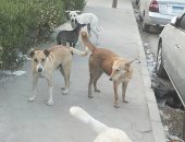 صور.. شكوى من انتشار الكلاب الضالة فى زهراء مدينة نصر 