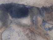 الأهالى يقتلون كلبا مسعورا بعد عقره الأطفال بطنطا