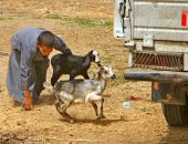 صورة اليوم.. اركض يا ولدى خلفها فالأحلام لا تنتظر طويلا