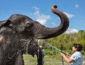 العثور على فيل مقتول بالصدمة الكهربائية فى تايلاند
