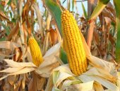 الصين توقف تحقيق الذرة البيضاء الأمريكى وسط ارتباك بسوق الحبوب العالمية