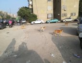 صور.. شكوى من انتشار الكلاب الضالة فى مساكن الشروق بألماظة