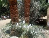 فيديو وصور.. أبو قردان يحتل شوارع مدينة موط بالداخلة وحملة مكبرة لطرده