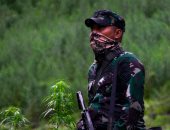 صور.. الجيش الإندونيسى يداهم مزارع الماريجوانا للقضاء على صناعة المخدرات
