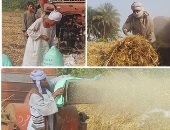«وآتوا حقه يوم حصاده».. "اليوم السابع" يزور موقع حصاد القمح ويرصد أجرة العاملين.. "هانى": كان نفسى أدخل كلية زراعة وأتقاضى 500 جنيه للفدان فى 8 ساعات.. و"عيد الفقراء" يملأ قلوب الفلاحين والعمال بالفرح والبهجة