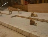 شكوى من انتشار  الكلاب الضالة بشارع الوحدة العربية فى جسر السويس
