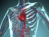 اعرف جسمك.. الأوعية.. هكذا تبدأ رحلة ذهاب وعودة الدم من القلب للجسد