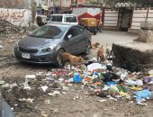 صور.. شكوى من تراكم القمامة وانتشار الكلاب الضالة بـ"المنشية الجديدة"