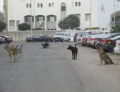 شكوى من انتشار الكلاب الضالة بمنية السيرج فى محافظة القاهرة