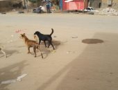 صور.. شكوى من انتشار ظاهرة الكلاب الضالة فى شوارع أسوان