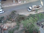صور.. مذبحة أشجار فى شارع المريوطية فيصل وقارئ يناشد محافظ الجيزة