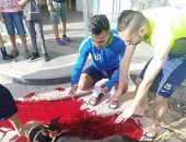 والد حازم إمام صاحب فكرة ذبح "عجل" نهائى كأس مصر فى الزمالك