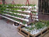  صور .. تعرف على كيفية تنفيذ تجربة الزراعة بدون تربة على أسطح المنازل