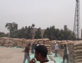 زراعة أسيوط: توريد 84 ألف طن قمح للشون والصوامع وحصاد 199 ألف فدان