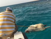 البيئة: انتشال 6 خراف نافقة بالقرب من جزيرة الجفتون بالبحر الأحمر 