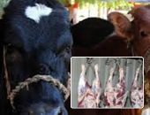 طوارئ بـ"الزراعة" استعدادا لرمضان.. المحاجر البيطرية تشرف على استيراد 26 ألف رأس عجل وجمل للذبح.. وتكثيف الرقابة على 480 مجزرا لضمان سلامة اللحوم.. وتطارد المخالفين بحملات رقابية وتلغى إجازات الأطباء البيطريين