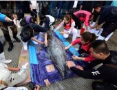 صور.. موظفو الجمارك فى الصين يفحصون دلافين مستوردة من اليابان