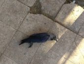 الغربان تهاجم أطفال فى السويس.. والأهالى تستعين بفريق رماية لاصطيادهم