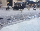 صور.. أهالى زاوية عبد القادر بالإسكندرية يشتكون من انتشار الكلاب الضالة
