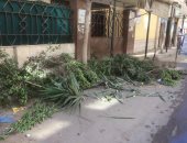 شكوى من قطع الأشجار فى شارع عبد الحليم محمود بالإسكندرية.. صور