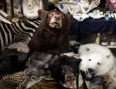 ازدهار المبيعات غير المشروعة لحيوانات مهددة بالانقراض عبر الإنترنت فى أوروبا