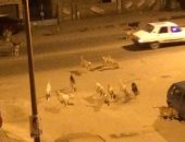 صور.. الكلاب الضالة تهدد سكان شارع رايل فى حلوان