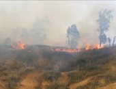 الدفاع المدنى الفلسطينى يخمد 117 حريقا طالت الأشجار والأعشاب الجافة