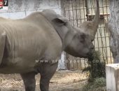 فيديو.. زيزى آخر وحيد قرن فى مصر تخطت الـ52 عام ولازالت تحتفظ بحيويتها