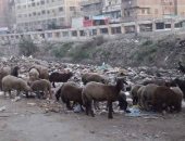 اضبط مخالفة.. القمامة تحاصر مركز ومدينة أبو المطامير فى البحيرة.. صور